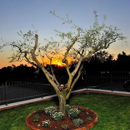 Tea Novigrad By Awaytocroatia * Novigrad (Istria)